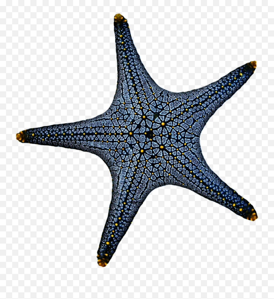 Starfish Png Clipart Free Download - Dot Emoji,Blue Starfish Logo