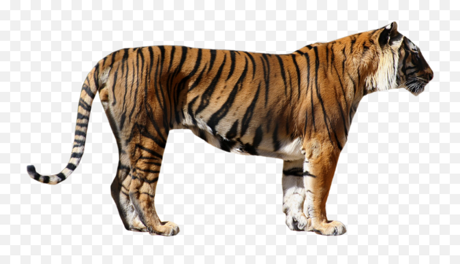Bengal Tiger Png Photos - Transparent Background Tiger Png Emoji,Tiger Png
