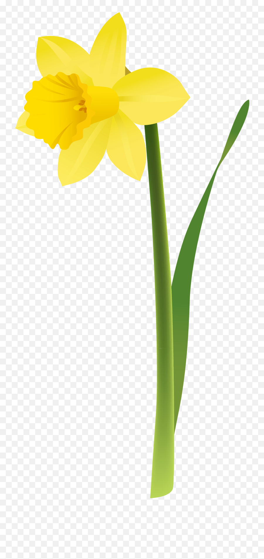 Spring Yellow Daffodil Png Clipart Flower Clipart Emoji,Spring Flowers Clipart