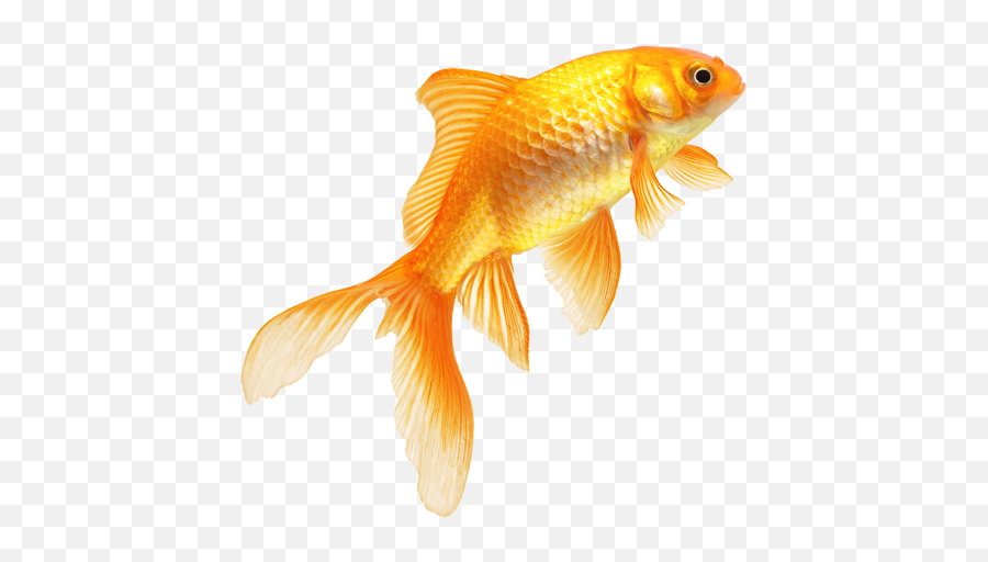 Real Fish Png Transparent Image - Transparent Background Golden Fish Png Emoji,Fish Png