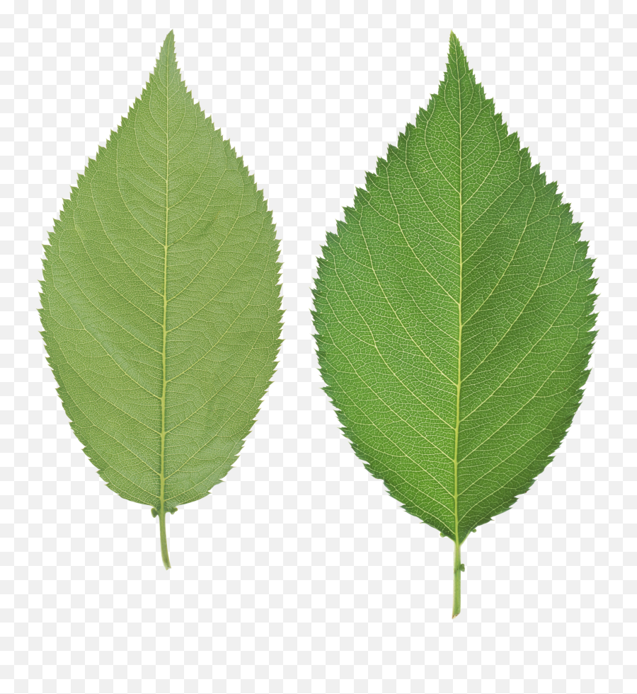 Leaves Green Leaves Plant Leaves - Real Leaf Png Emoji,Leaf Png