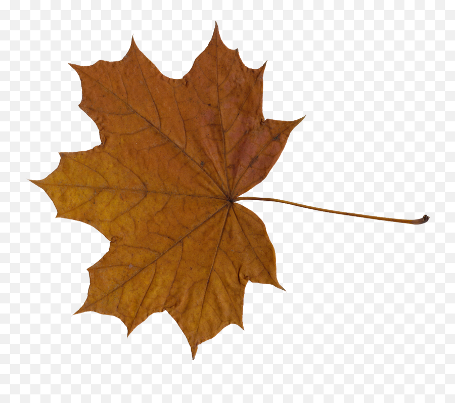 10 Maple Leaves Png Transparent Onlygfxcom - Transparent Brown Leaf Png Emoji,Leaves Png