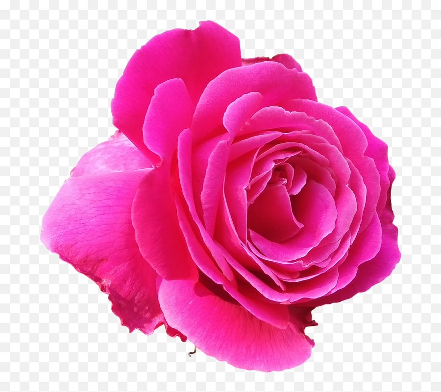 Rose Png 4 Buy Clip Art - Magenta Rose Flower Png Emoji,Pink Rose Clipart