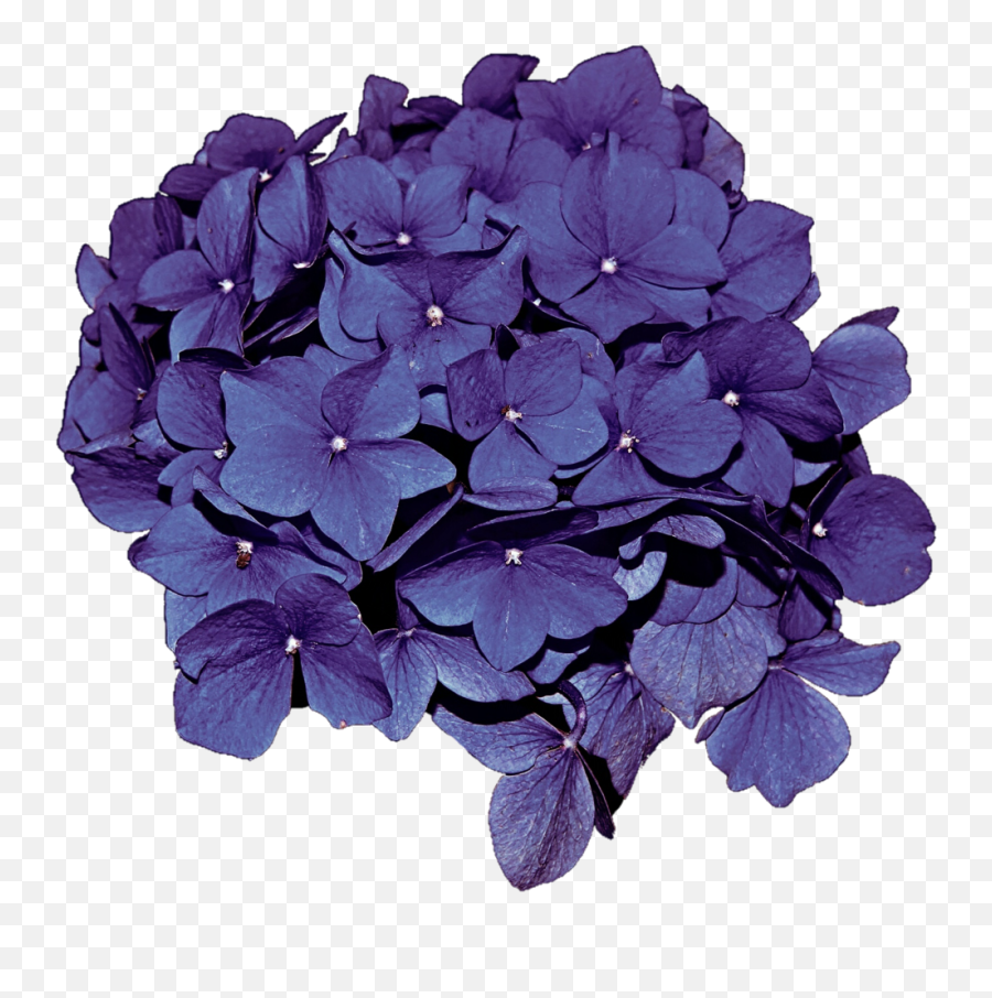 Purple Hydrangea Png Transparent Png - Transparent Red Hydrangea Png Emoji,Hydrangea Png