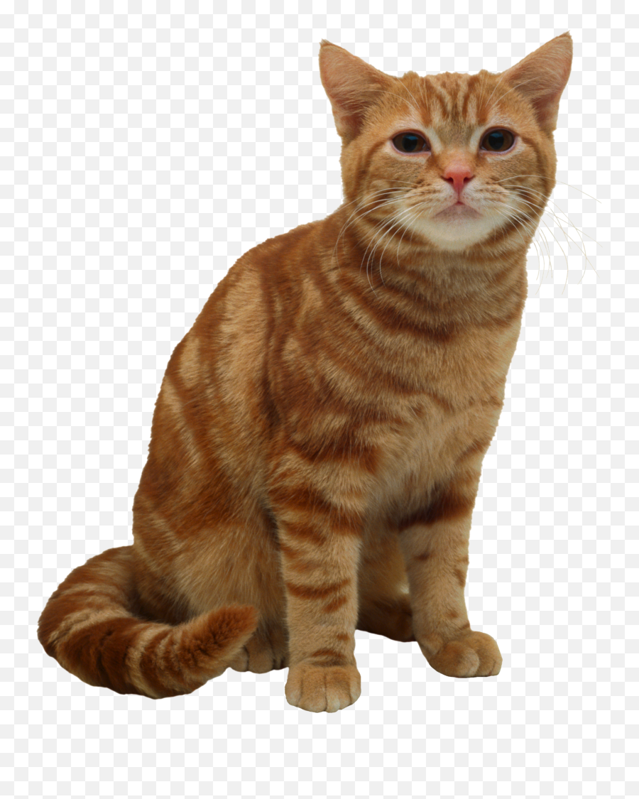 Cat Png Alpha Channel Clipart Images - Transparent Cat American Shorthair Emoji,Cat Png