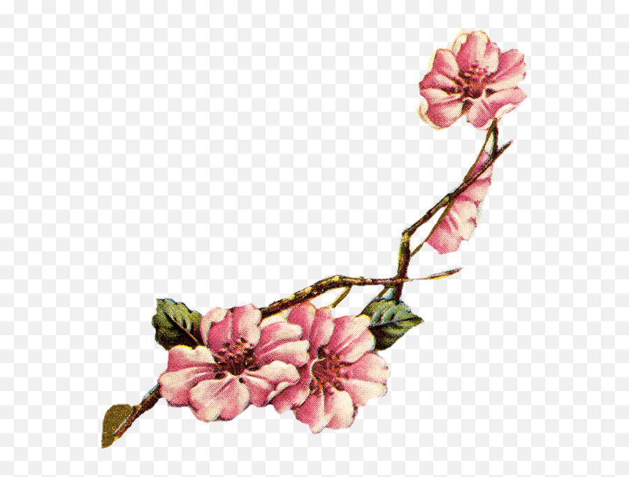 Vintage Cherry Cliparts - Vintage Botanical Cherry Blossom Emoji,Cherry Blossoms Png