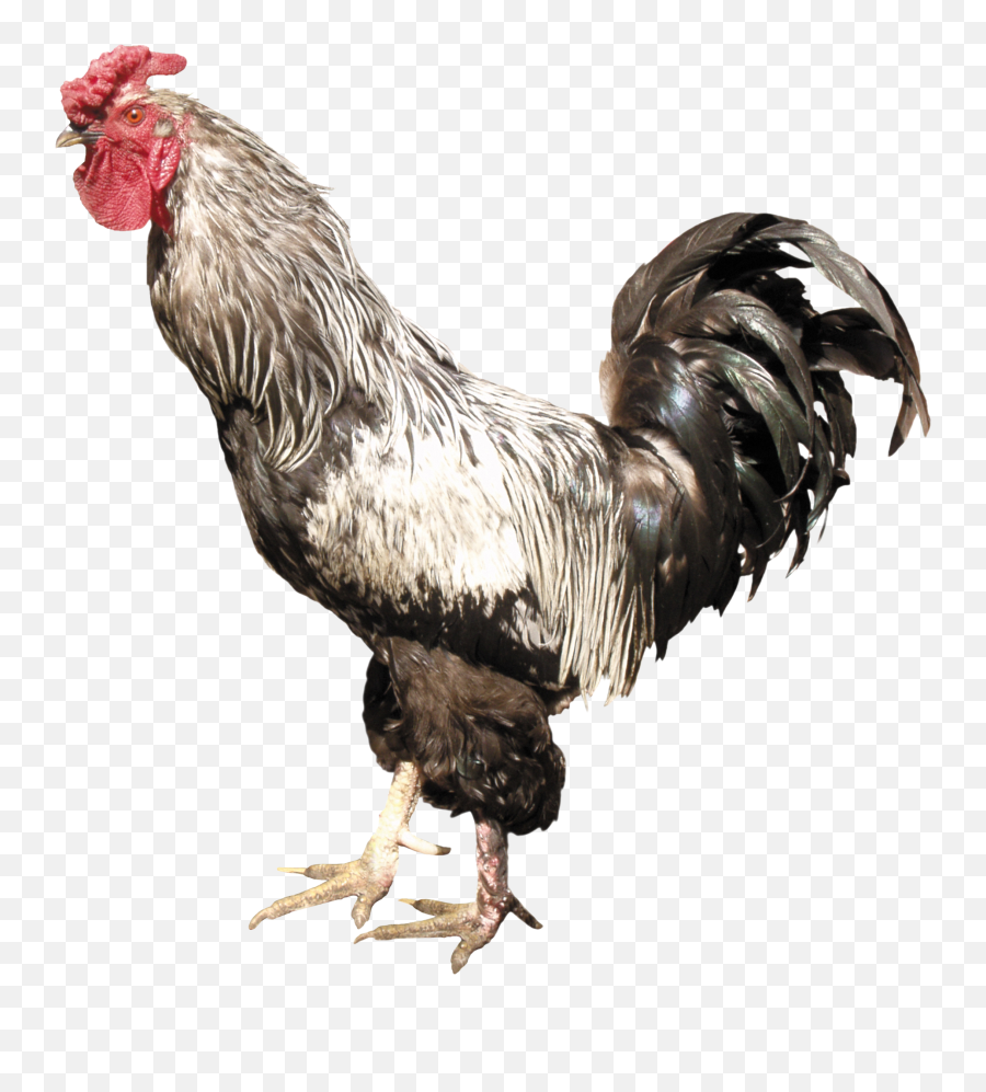 Cock Png Emoji,Peas Clipart Black And White
