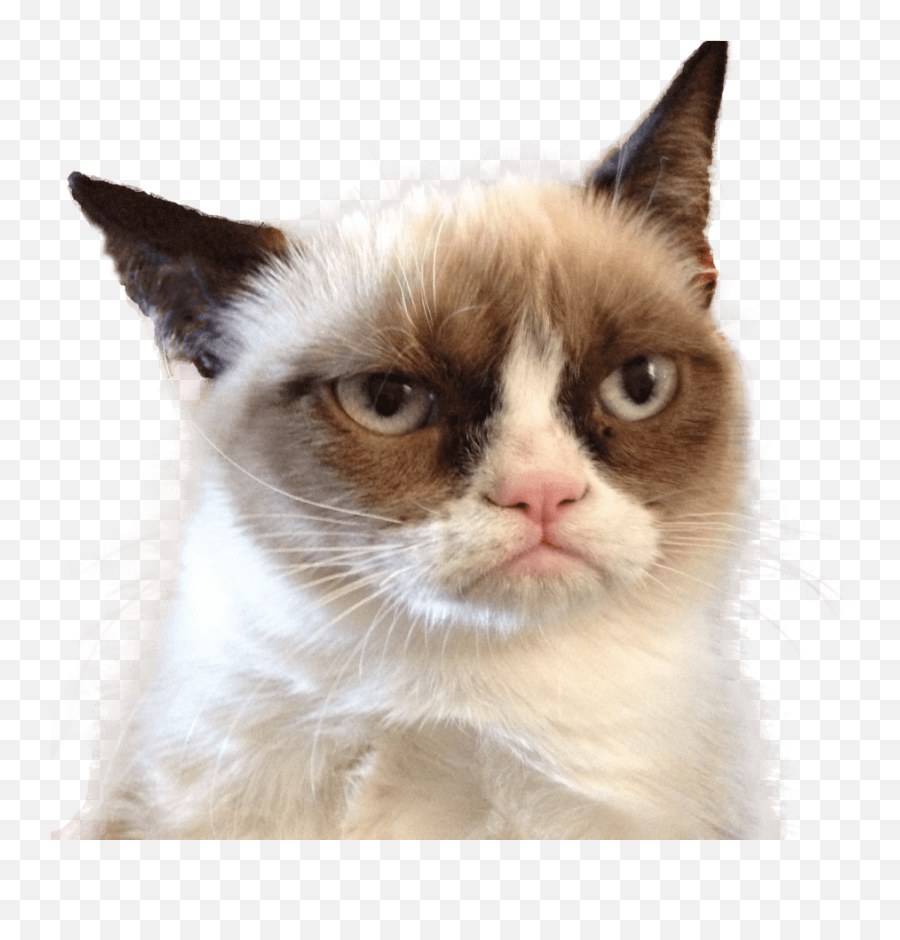 Grumpy Cat Looking Right Transparent Png - Stickpng Moved My Cheese Meme Emoji,Cat Transparent Background