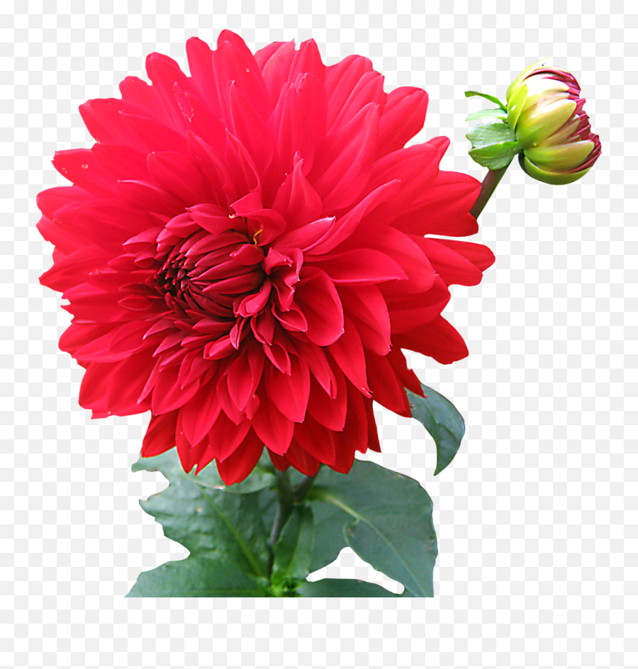 Dahlia Flower Png Image - Pngpix Dahlia Flower Png Emoji,Flower Png