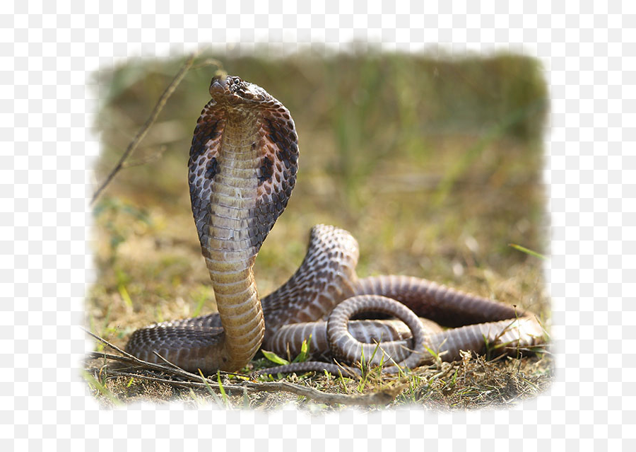 Reptiles U0026 Others - Wildlife Sos Snake Pictures Of Reptiles Emoji,South Side Serpents Logo