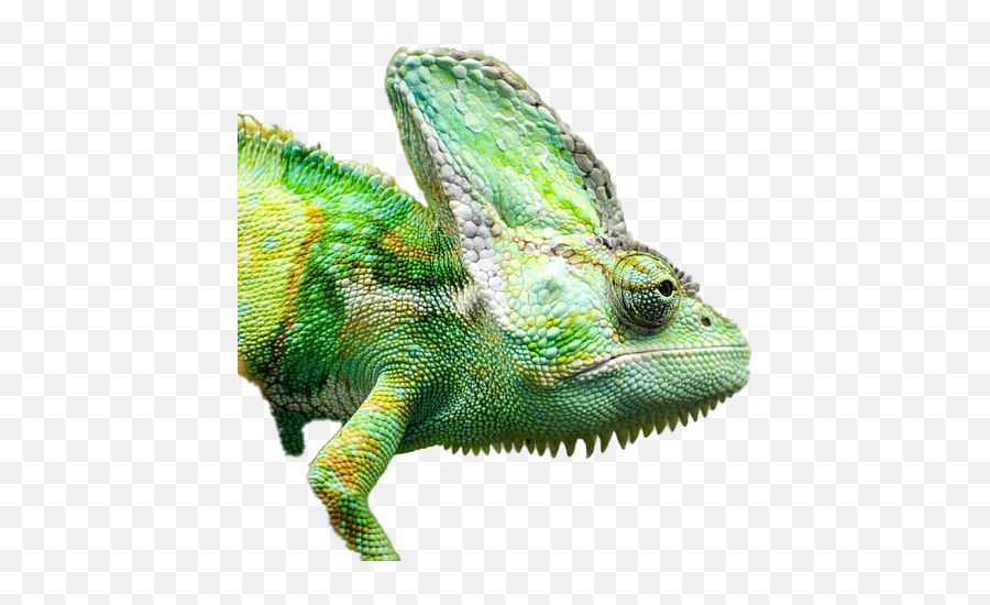 Real Chameleon Png Free Image - Chameleons Animal Emoji,Chameleon Png