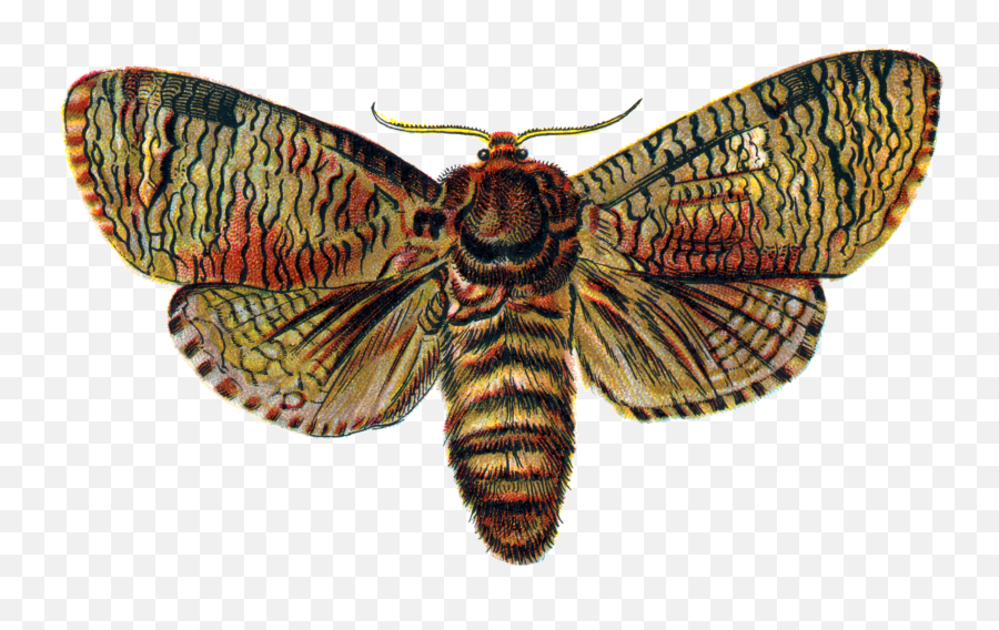 Moth Png Transparent Image - Moth Png Emoji,Moth Transparent