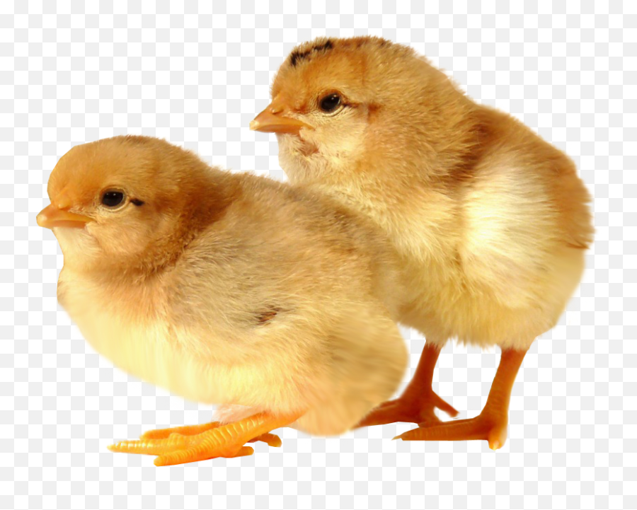 Baby Chicken Transparent Images Png Arts - Chicks No Background Emoji,Chicken Transparent Background