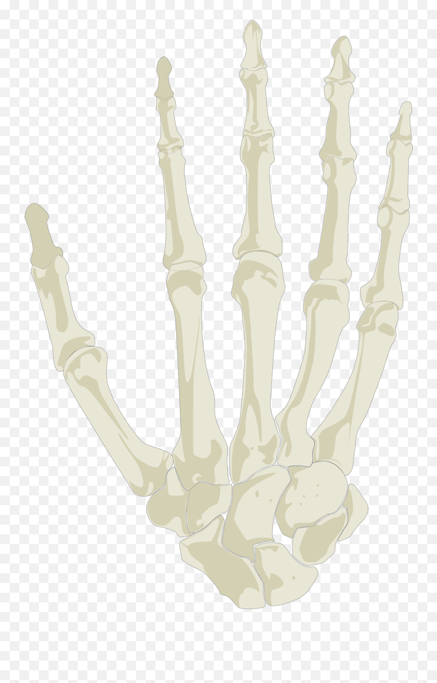 Hand Human Skeleton Skull - Art Emoji,Skeleton Hand Png