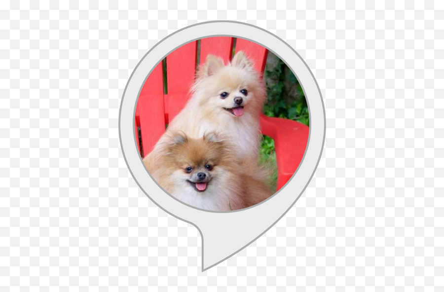 Alexa Skills Emoji,Pomeranian Png
