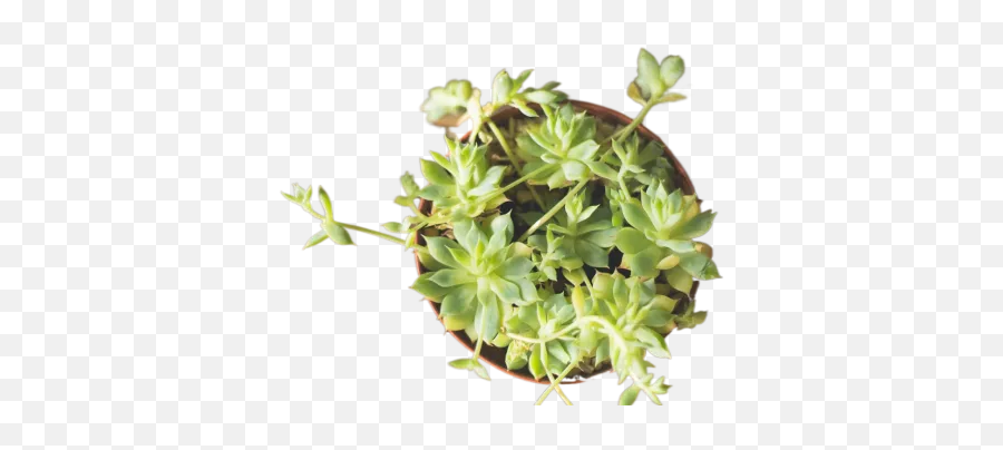 Person Holding Green Succulent Plant Transparent Emoji,Succulent Transparent Background