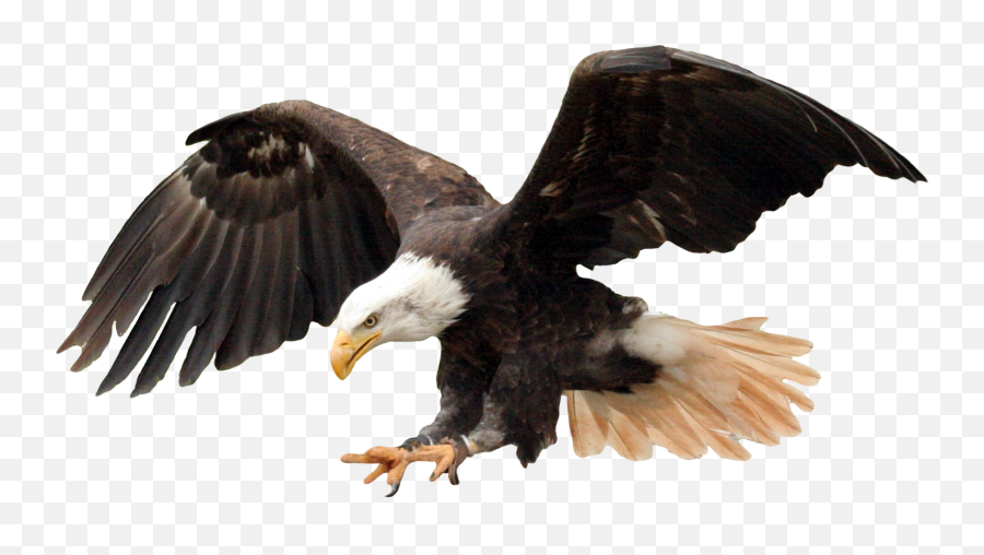 Eagle Png Background Image - Bald Eagle Png Transparent Emoji,Png Images