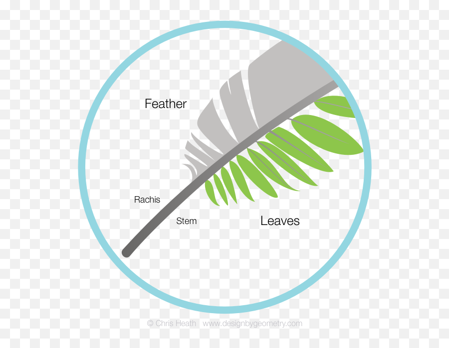 Feather And Fern Leaf Comparison - Designbygeometry Language Emoji,Feather Logo