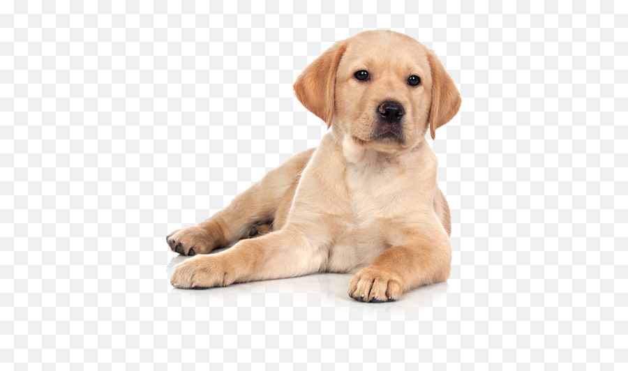 Cane Png Images In Collection - Cucciolo Di Cane Png Emoji,Cane Png