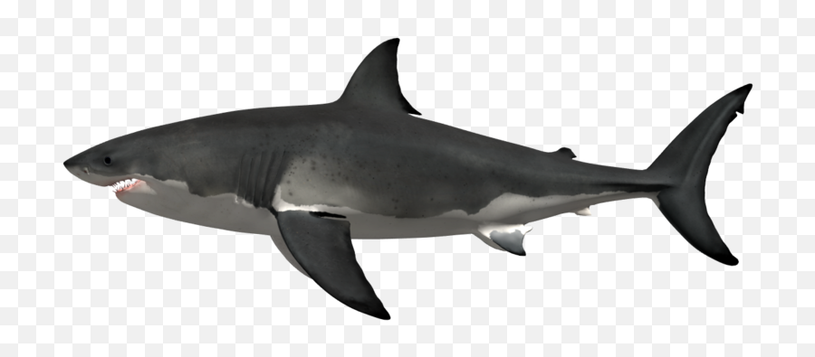 History Car Week Shark Metaphrenie - Great White Shark Emoji,Shark Png