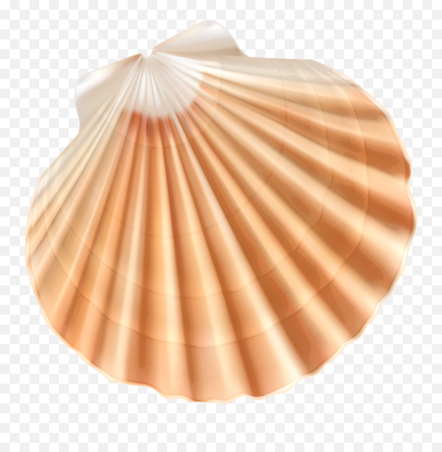 Transparent Background Png Seashell - Transparent Background Seashell Png Emoji,Seashell Clipart