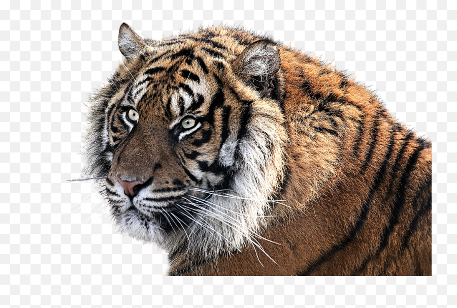 Feline Tiger Png Animal Tiger Head - Ways To Protect Endangered Animals Emoji,Tiger Png