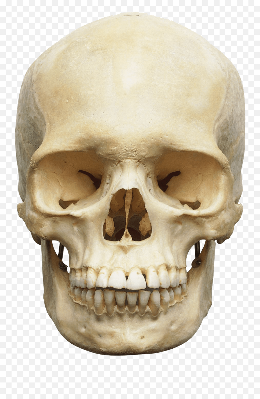 Skull Png - Skeleton Head Transparent Emoji,Skull Png