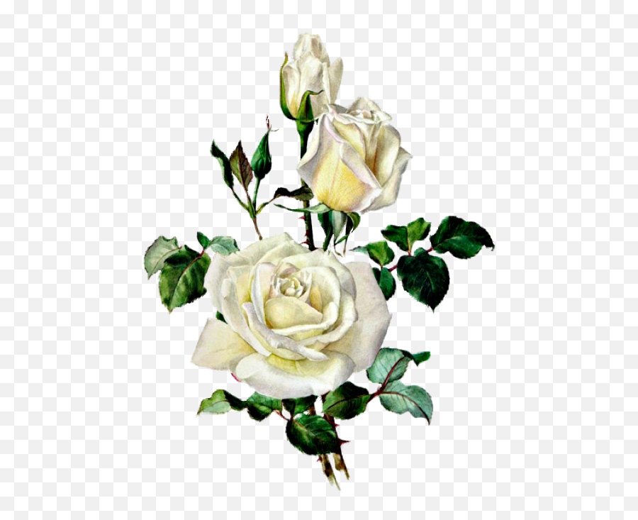 Rose Flowers Vintage Rose Image Collection Rose Images Emoji,Vintage Roses Png