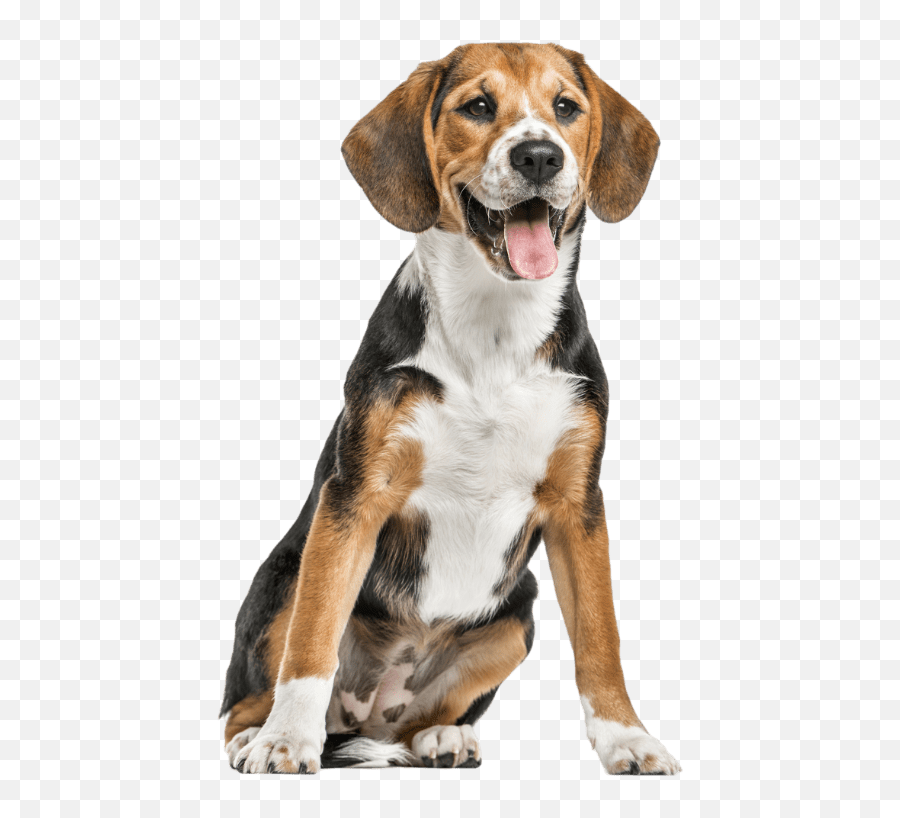 Beagle Zoetis Emoji,Beagle Png