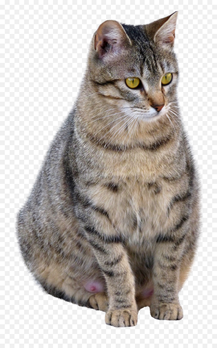 Download Cat Png Image For Free - Tabby Cat Transparent Background Emoji,Cat Png