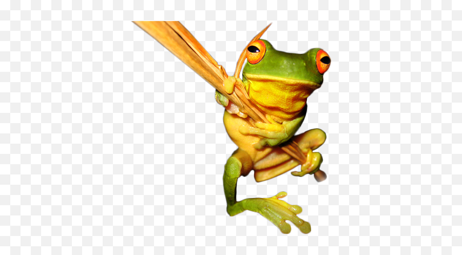 Save The Frogs - Amphibian Conservation Organization Emoji,Tadpoles Clipart