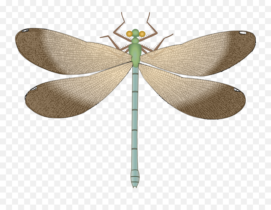 Download Free Png Dragonfly Png Images - Portable Network Graphics Emoji,Dragonfly Png
