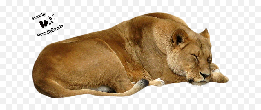 Cut Out Stock Png 41 Sleeping Lioness - Sleeping Lion No Background Emoji,Lioness Png