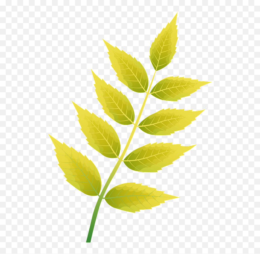 Common Ash Autumn Leaf Clipart Free Download Transparent Emoji,Free Leaf Clipart