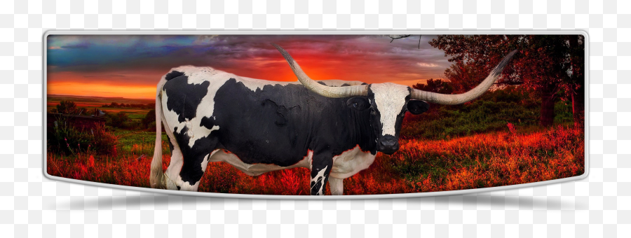 Texas Longhorns For Sale Out Of Wayne Nebraska - Picture Frame Emoji,Texas Longhorns Logo