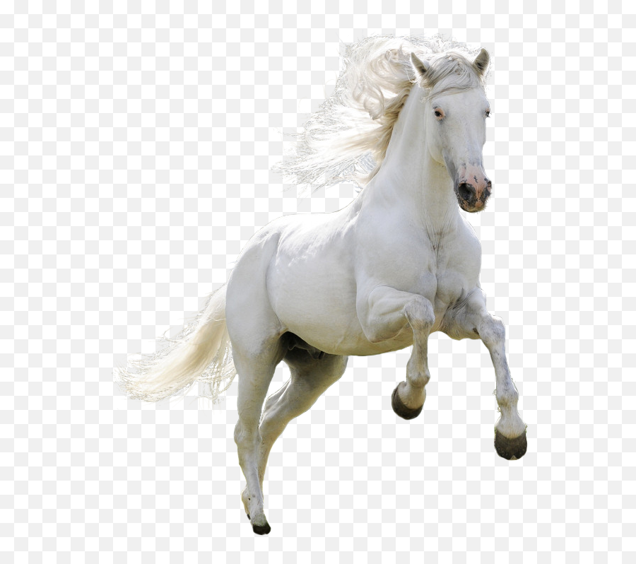 Farm Arabian Horse Png Clipart Transparent Png Image - Pngnice Emoji,Horse Jumping Clipart