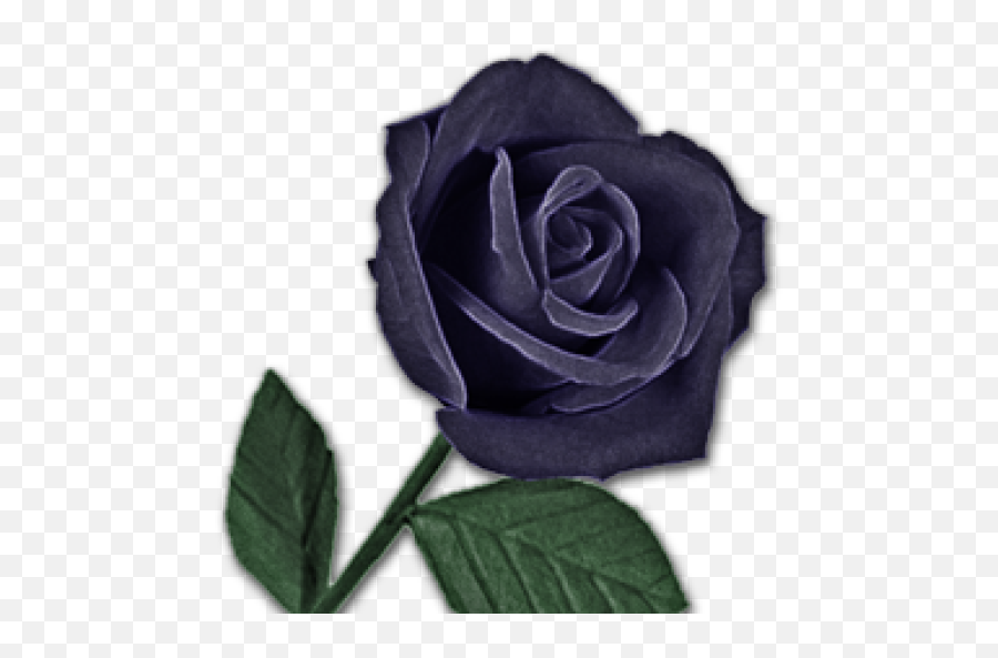 Bridge My Black Rose Emoji,Purple Rose Png