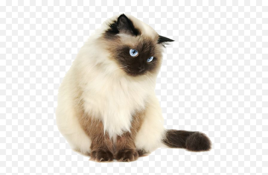 Tumblr Cat Png - Pretty Cats Png Siamese Cat Transparent Raça De Gato Himalaia Emoji,Cat Transparent Background