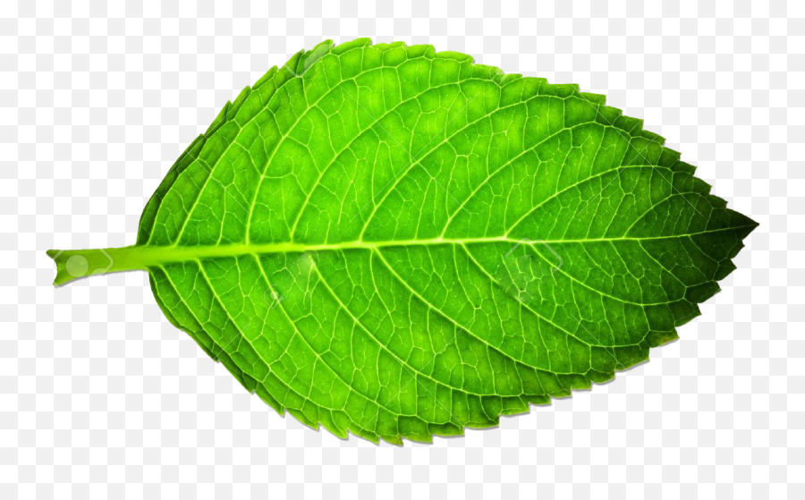 Green Leaves Png Clipart Background Png Play - Clipart Green Leaves Png Emoji,Leaves Png