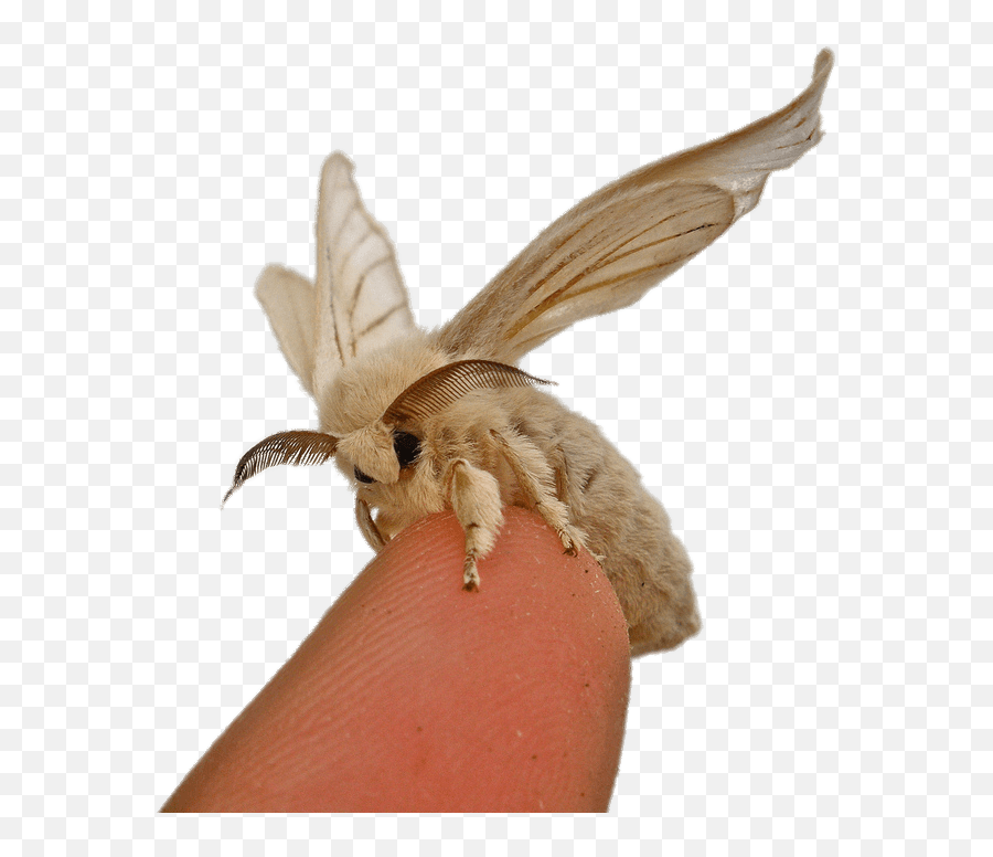 Silkworm Moth - Bombyx Mori Silk Moth Emoji,Moth Transparent