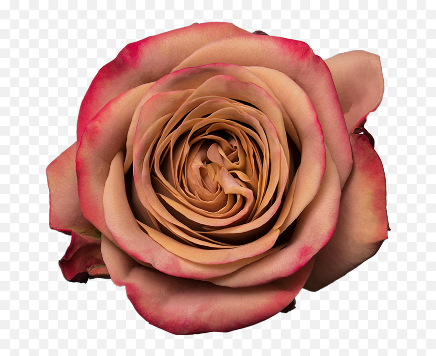 Vintage Roses Png - Cappuccino Floribunda 1202657 Vippng Emoji,Vintage Roses Png
