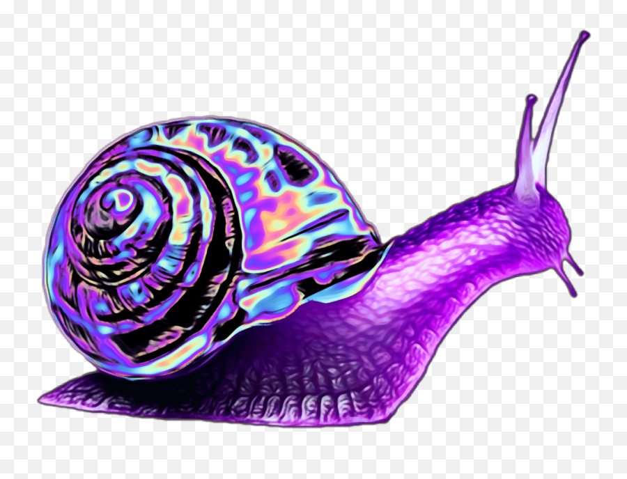 Purple Clipart Snail Picture 1962744 Purple Clipart Snail - Purple Snails Emoji,Snail Clipart