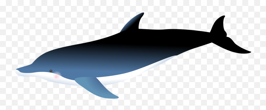 Dolphin Sea Fish Emoji,Fishes Png