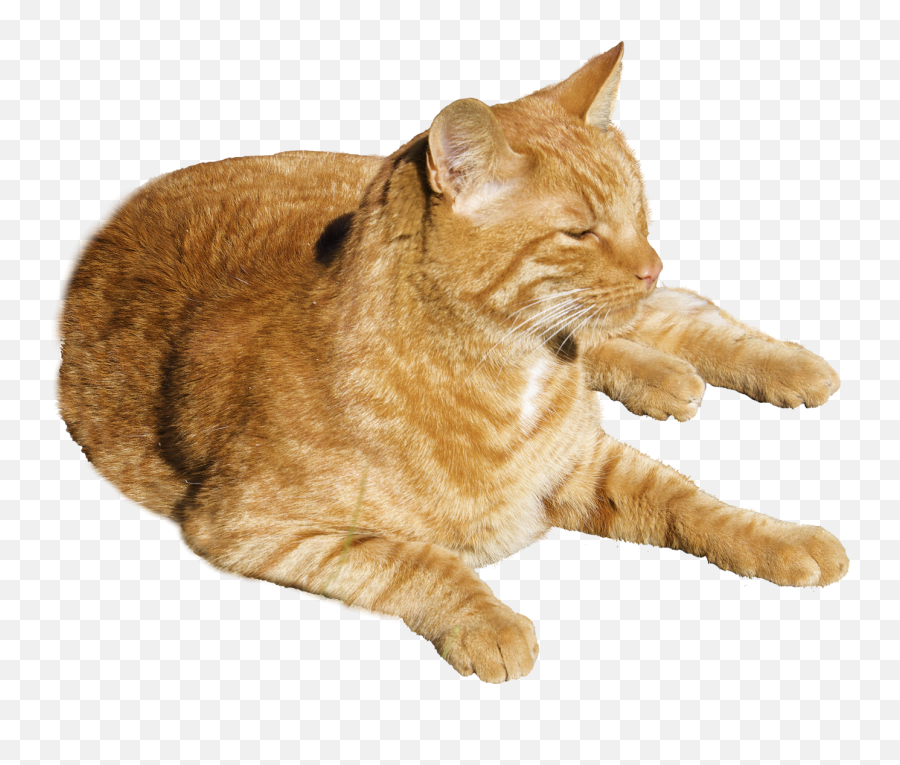 Cat Png Transparent Image - Transparent Orange Cat Png Emoji,Cat Png