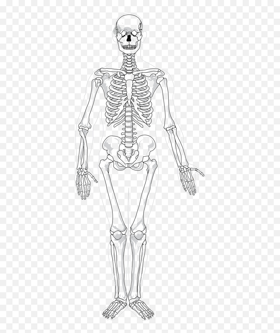 Human Skeleton Front No Text No Color Png Svg Clip Art For Emoji,Skeletons Clipart