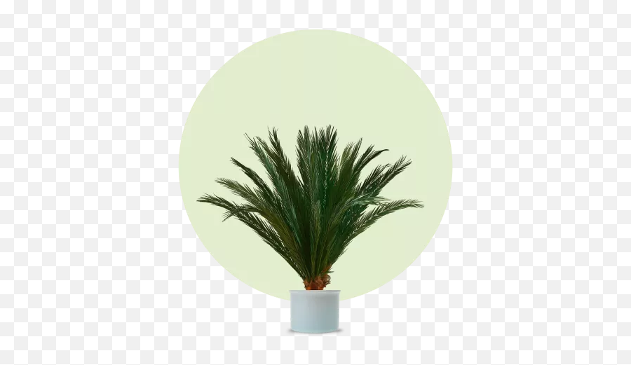 Palmen24de Phoenix Palm Emoji,Two Palm Trees Logo