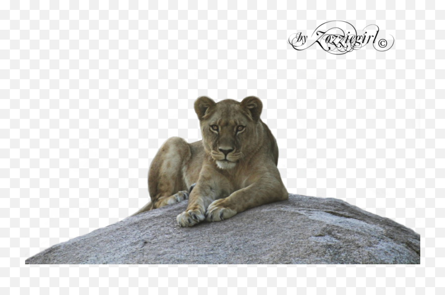 Lioness Png Transparent Cartoon - Portable Network Graphics Emoji,Lioness Png