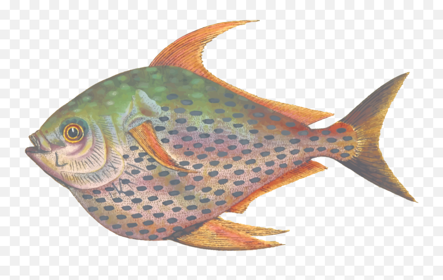 Download Coral Reef Fish Grouper - Seafood Emoji,Trout Clipart