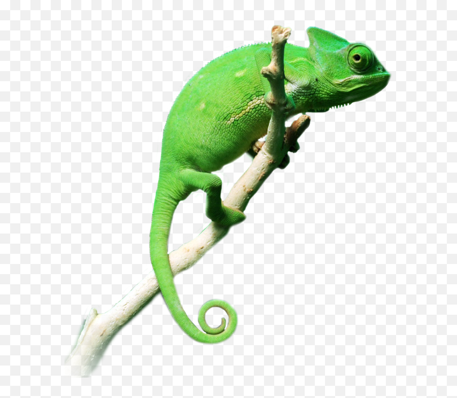 Transparent Chameleon Png Download - Chameleon Png Emoji,Chameleon Png