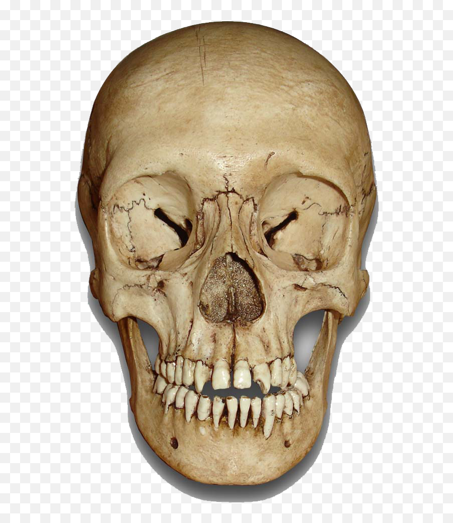 Skull Png Image - Png All Skeleton Emoji,Skull Png
